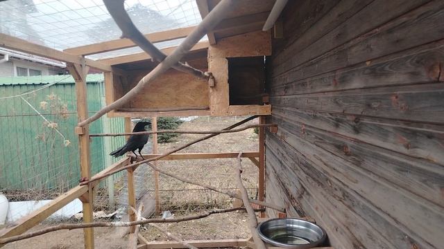 Ворон Гриша 10 апреля, с праздником