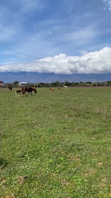 Мгудзырхуа. 2026. АБХАЗИЯ. ОДИН из самых ЛУЧШИХ пляжей в АБХАЗИИ