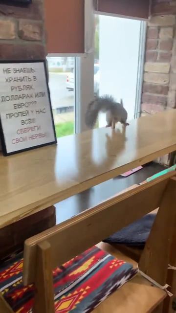 Белка Чип на Кубани #shorts #youtubeshorts #squirrel #funnyvideo #youtube #fun