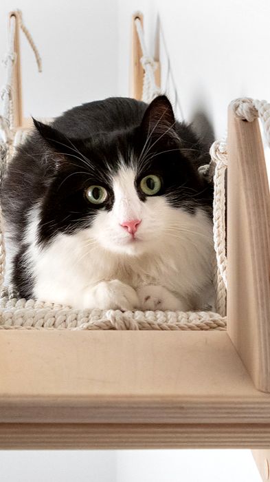 Мы Бобры-знаем, что любят кошки