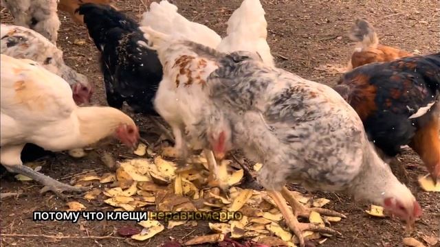 КЛЕЩИ ИСЧЕЗЛИ НАВСЕГДА! ️ Как мои куры заменяют дорогую химию на участке
