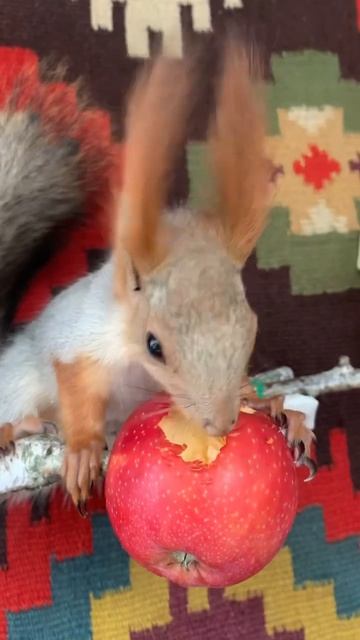 Чип наворачивает яблоко в своем домике #funny #youtubeshorts #squirrel #funnyvideo #shortvideo