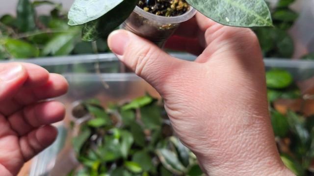 Часть 1. Излишки хой. Альбомы с ценами в ВК и Одноклассниках.