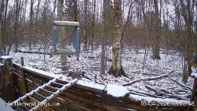 LIVE: На лесной опушке. Природа онлайн