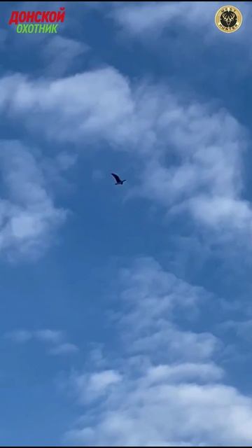 Охота на Гусей - Тысячи гусей - славная будет охота