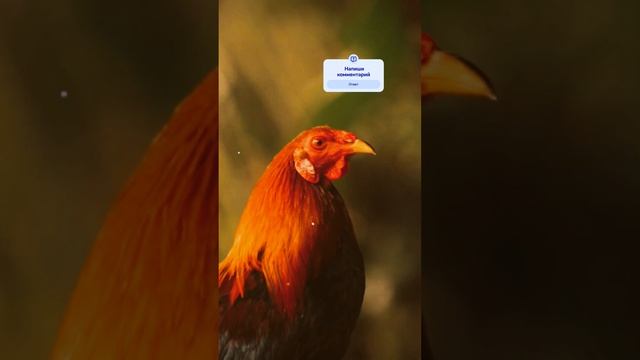 Курица прячет яйца, что делать #куры #фермерство #фермерство #яйца #птицеводство