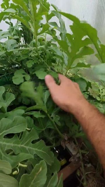 Выращивание спелых и сочных 🍉 в Подмосковье! Как вам_)