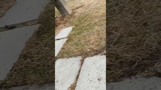 играем с Алисой