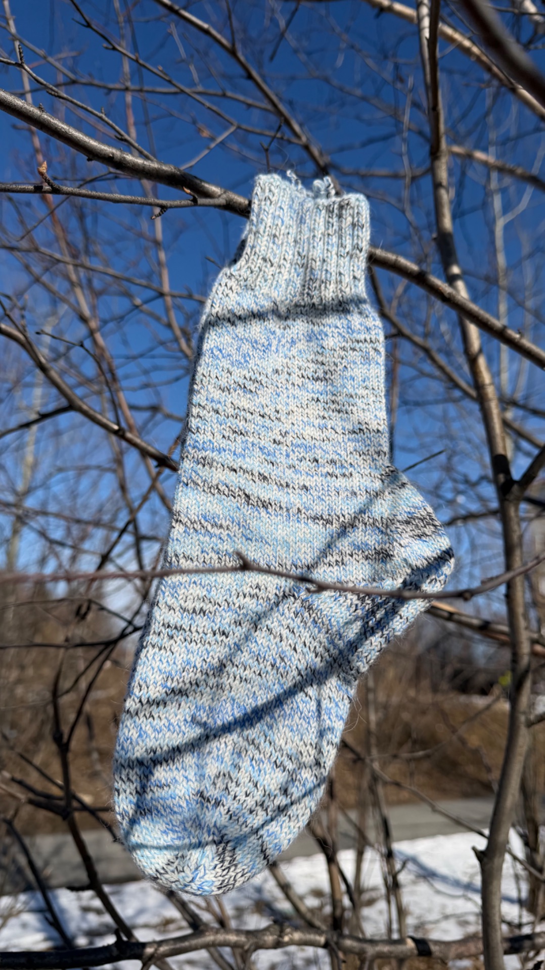 Картина маслом: русская береза ранней весной.