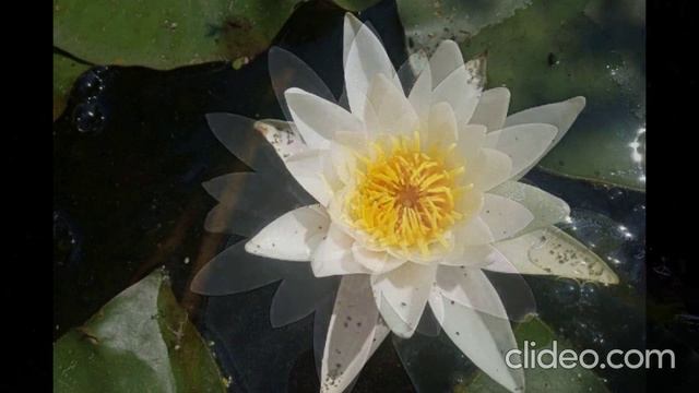 Одолень-трава