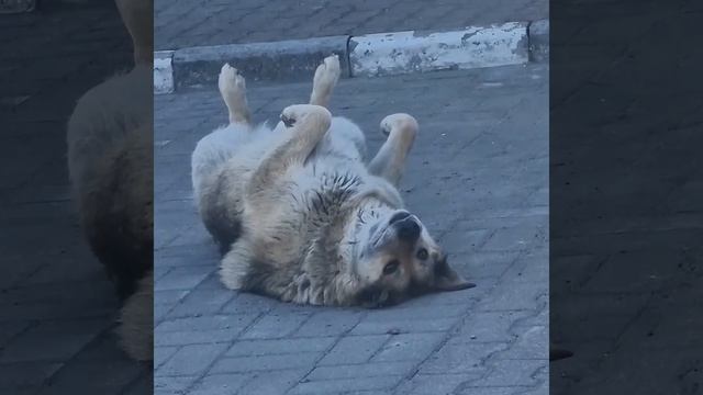 Собака- охранник