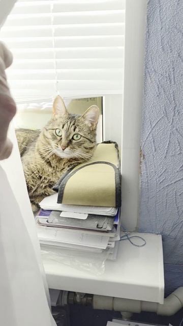 Кошка меняет место дислокации