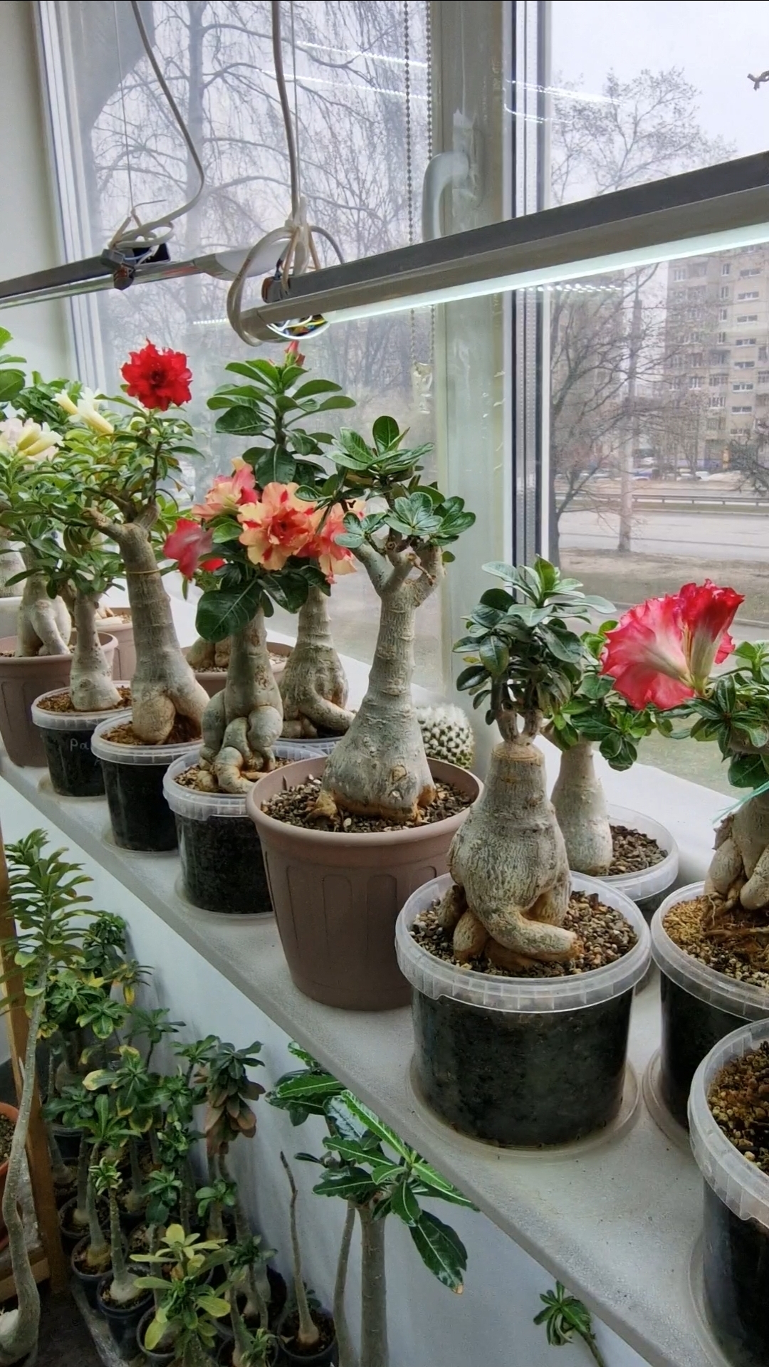 Из подписки АДЕНИУМ-ЦВЕТОК ВДОХНОВЕНИЯ ❤️