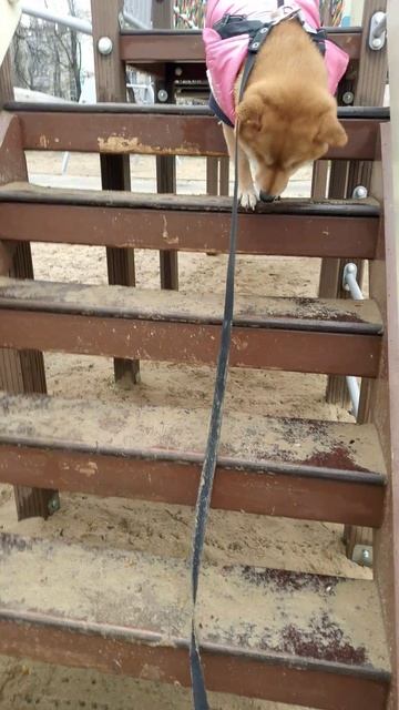 собака улыбака сиба приколы - совсем не страшно