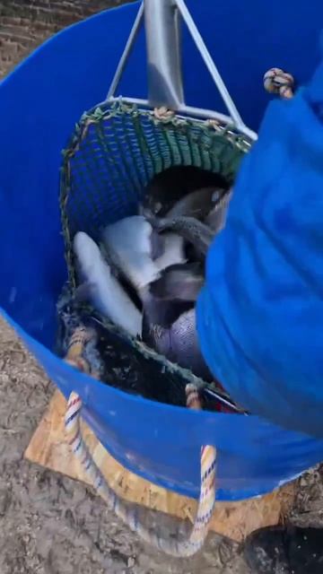 завозфорели09.04.mp4