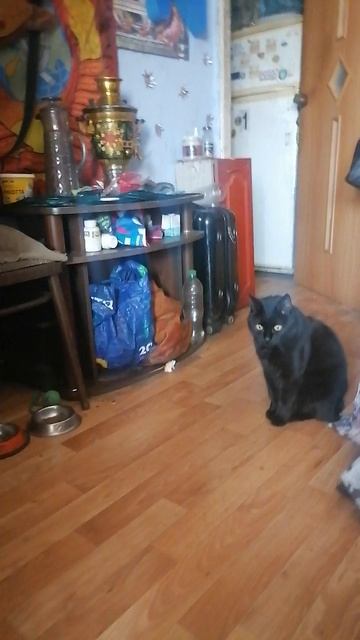 КОТ КУЗЬКА И ЭЛЕКТРОННАЯ МЫШКА _20260410_102924