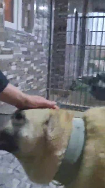 Пристраивается девочка кангал Маша в добрые руки