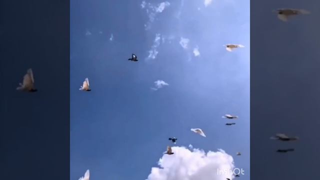 Весна-автор Ринат Галимов, видеомонтаж Ольги Худяковой