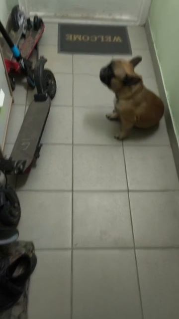 Идеальное воспитание #французскийбульдог #собакиприколы #бульдоги