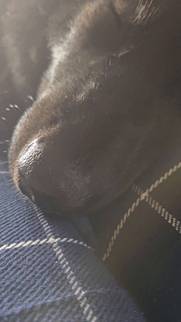 Мой любимый русский вольфхунд Брайтюша🥰 #русскийвольфхунд #волкрсоб #волк #собака #щенки #новое