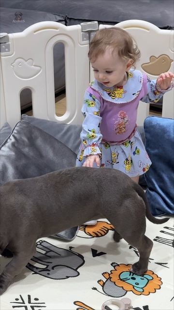 Наши собаки прекрасно ладят с детьми! А вы можете таким похвастаться?