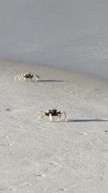 Приключения крабиков