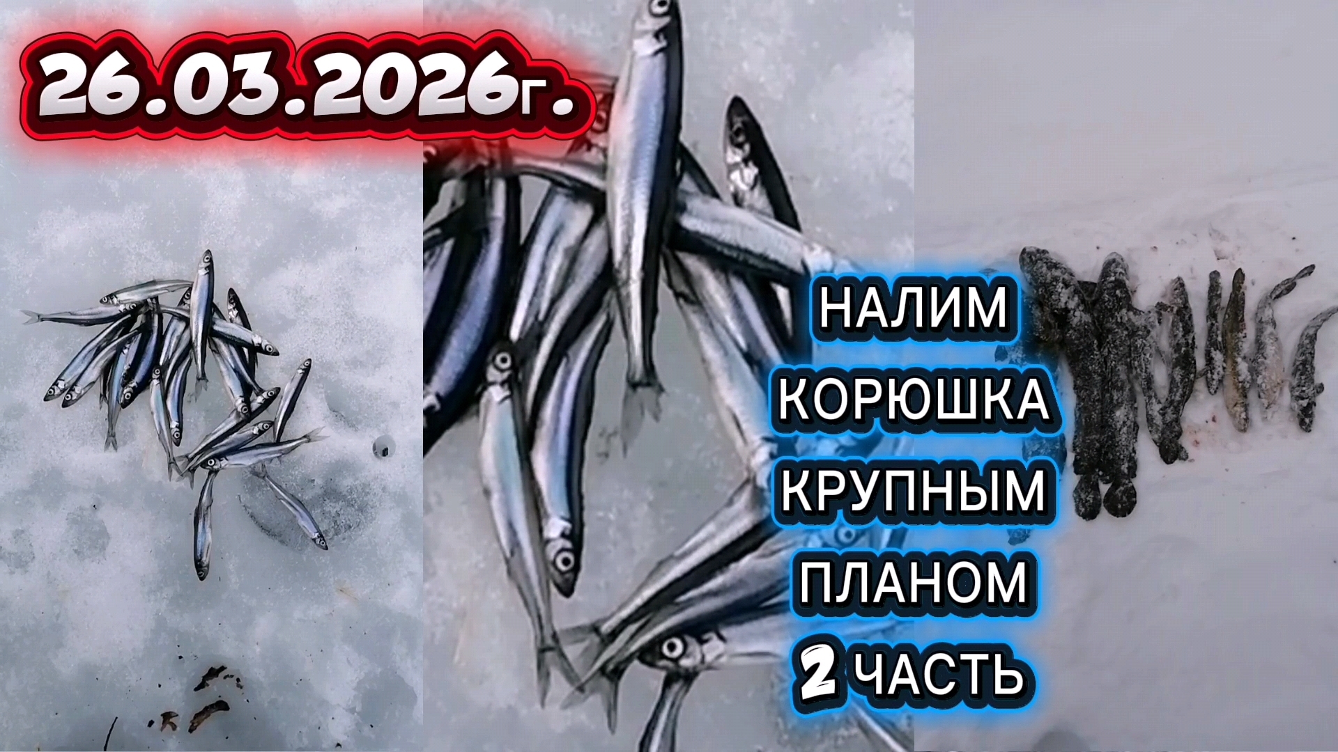КОРЮШКА.ВЫХОД ЗА КОРЮШКОЙ. ПРОВЕРКА ЖЕРЛИЦЫ НА НАЛИМА. КРУПНЫМ ПЛАНОМ!ЧАСТЬ 2. #рыбалка #корюшка