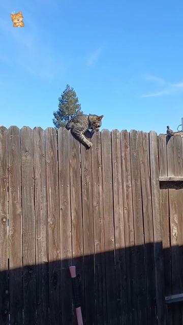 Ну что пристала пернатая.😻Веселые котики. Коты хулиганы! #кот #хулиган #трюк #смех #short