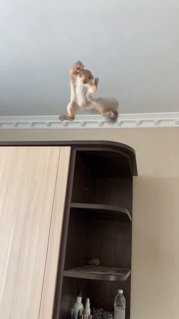 Белка в полёте   #funny #squirrel #youtubeshorts #funnyvideo #fun #shortvideo