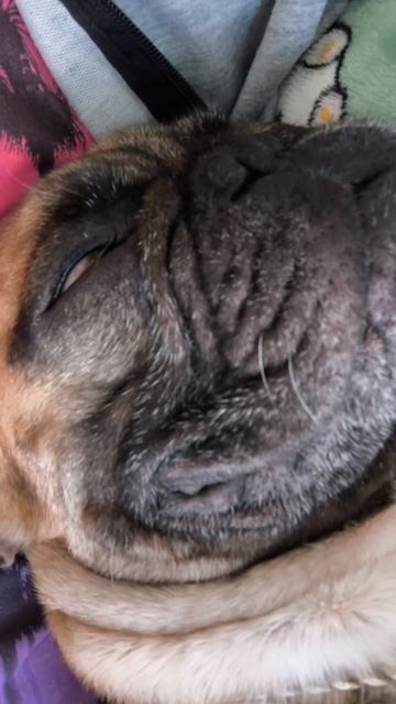 Самый мелодичный пёс #французскийбульдог #собакиприколы #бульдоги