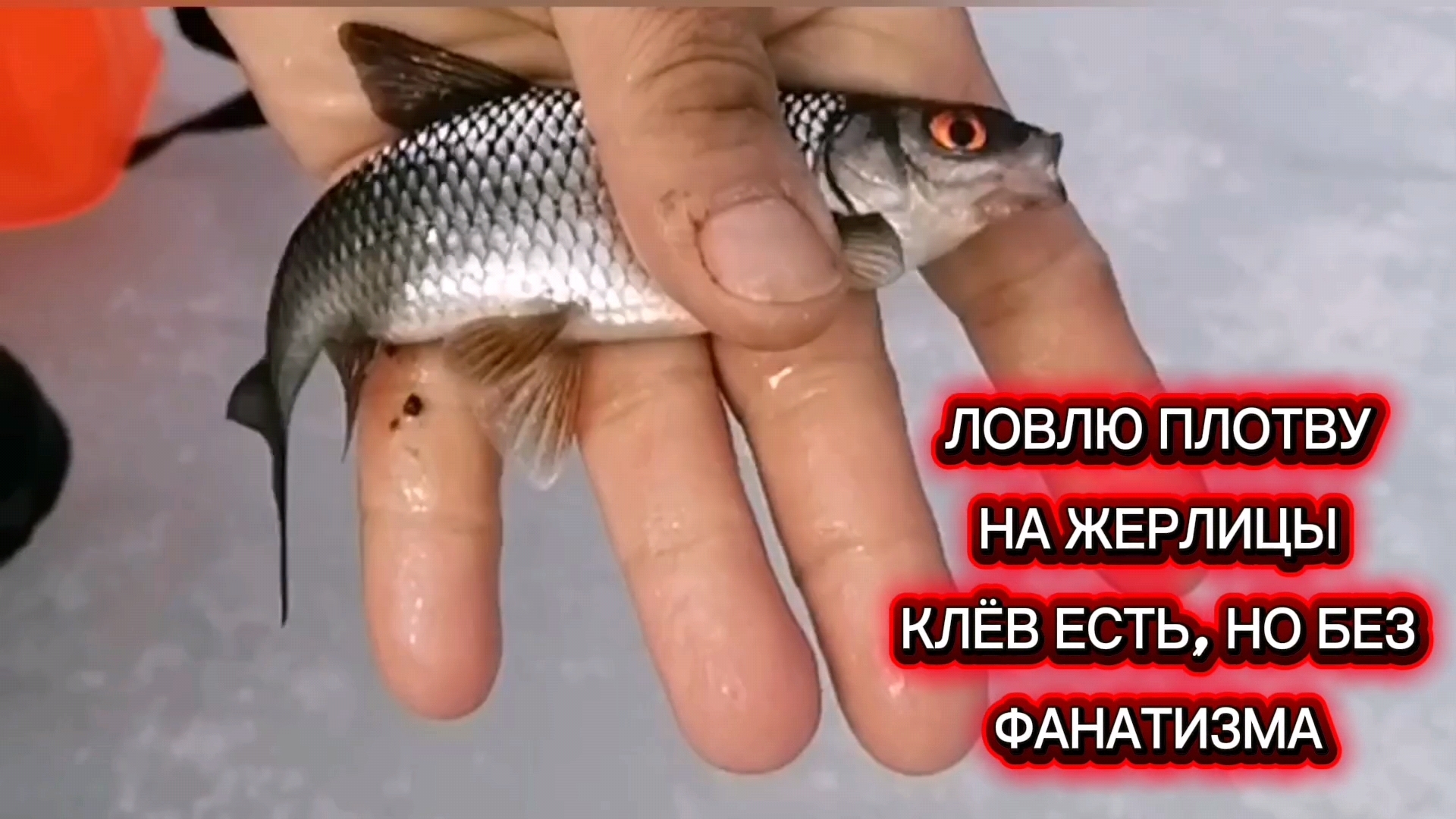 ПРОДОЛЖАЮ БОМБИТЬ ПЛОТВУ НА ЖЕРЛИЦЫ. ПЕРЕМЕНА ПОГОДЫ. ЩУКА НЕ ОХОТИТСЯ! #рыбалка #плотва  #fishing