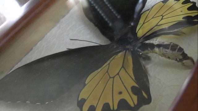 ИЗ МИРА: 220. Troides aeacus (золотистый птицекрыл)