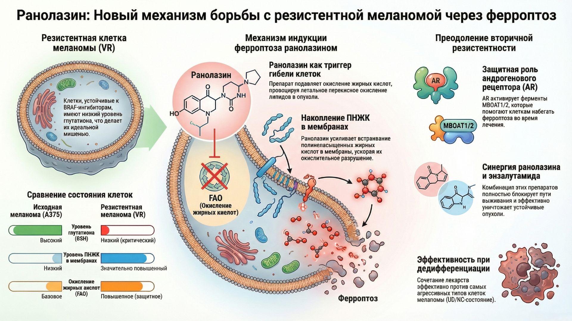Ранолазин - индуктор ферроптоза: новый терапевтический механизм преодоления резистентности меланомы