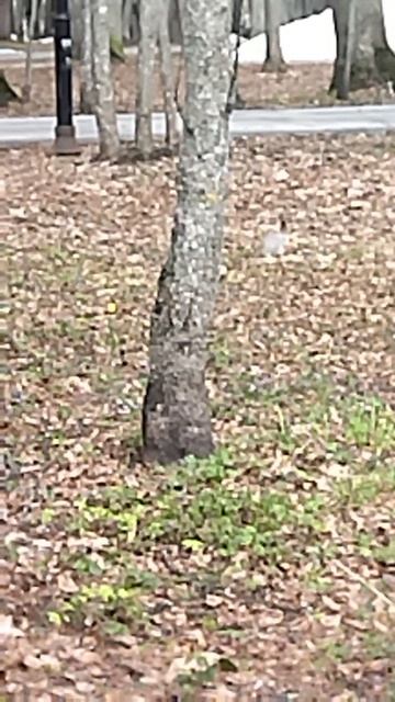 увидели белку