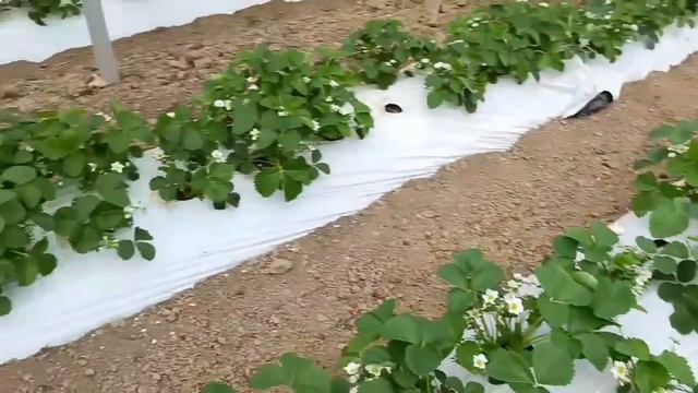 Сорт земляники садовой Мурано. Агроном клубничник на участке по агросопровождению.