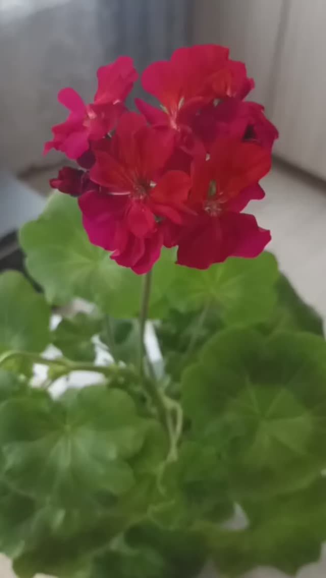 Герань цветёт. 10.04.2026 года.