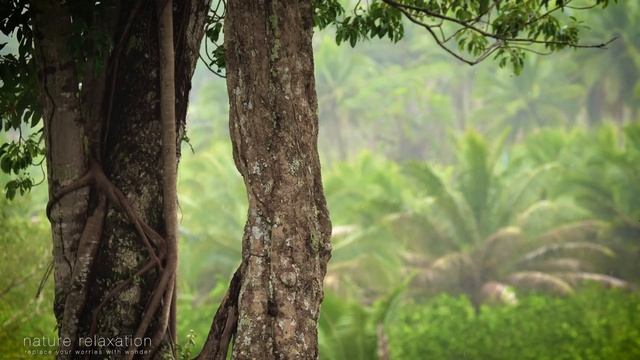 Успокаивающая  тропический дождь.