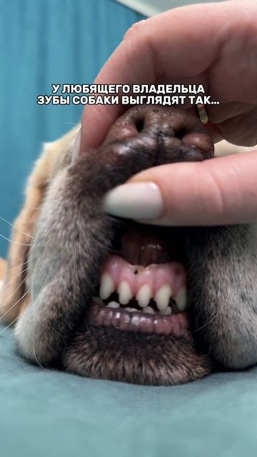 Зубная  паста #WW289331