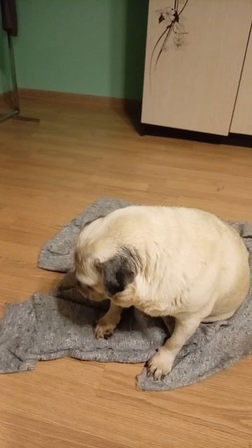 4958.mp4ОБЫВАТЕЛЬСКОЕ СЧАСТЬЕ