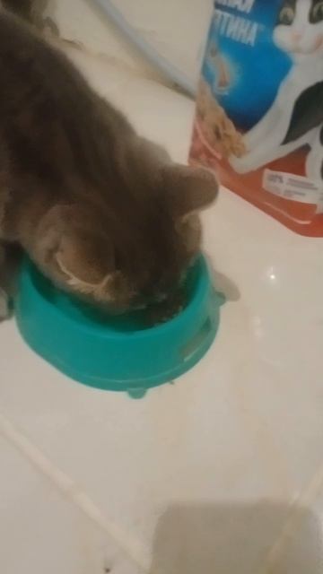 моя кошка картошка делает хрум хрум