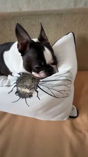 СЕКРЕТЫ КРАСОТЫ #top #юмор #любовь #собака