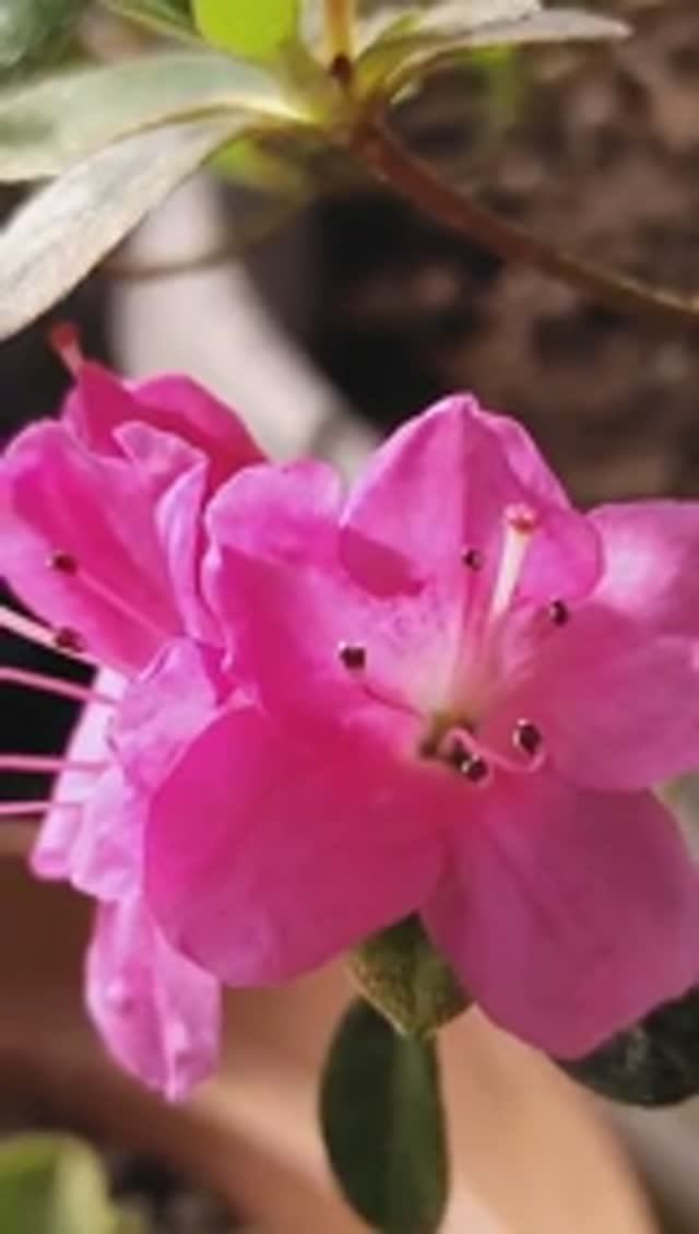 Азалия цветёт анемона зацветает магия весны