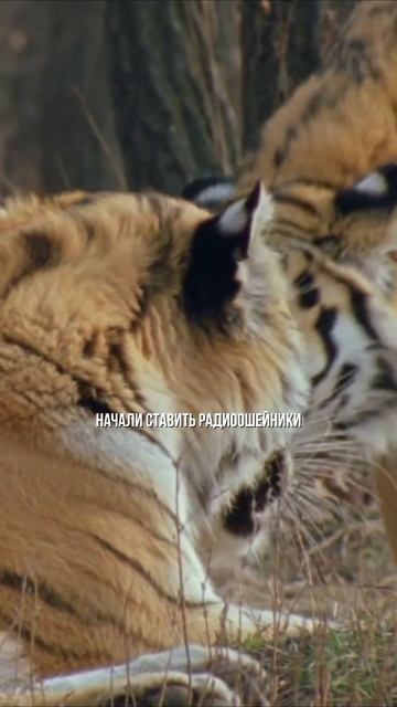 Зачем американцы отправились за русским тигром