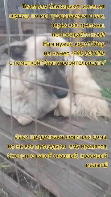 НАС107=106хвостиков  +1человек!