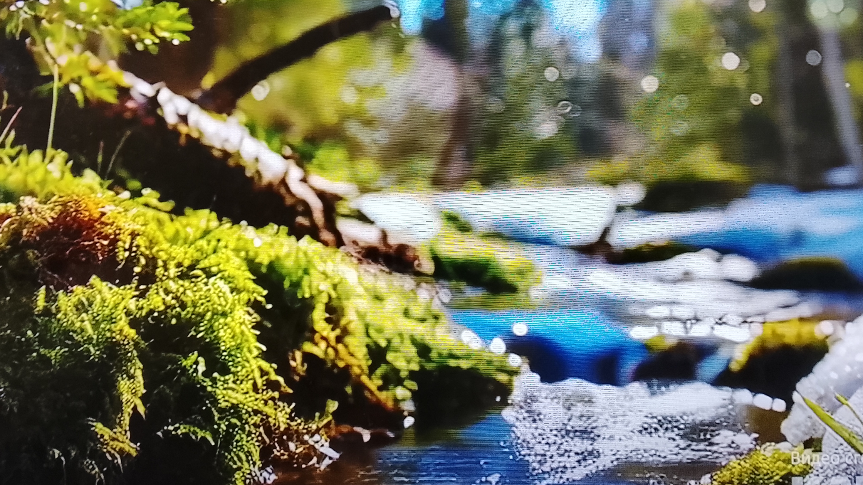 давайте еще 1 зайчонка