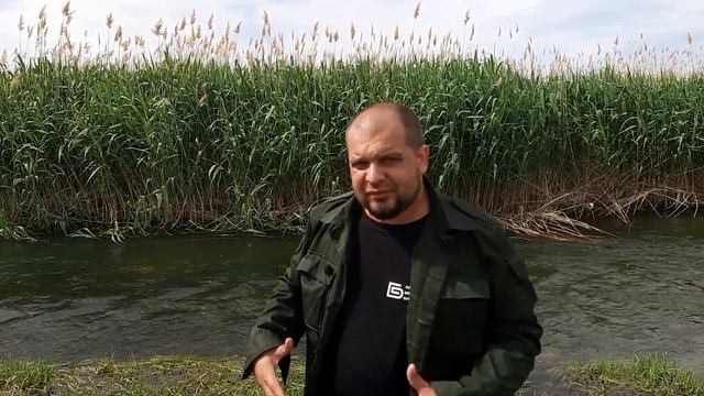 Бобры валят лес и сплавляют древесину по реке за границу