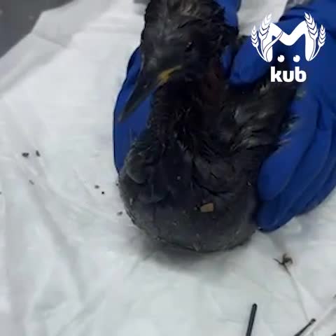 Больше 50 гагар, почерневших от мазута, нашли в Анапе и Витязево всего за СУТКИ.