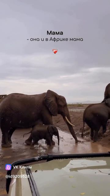 Мама: Она и в Африке Мама❤️🥰💯