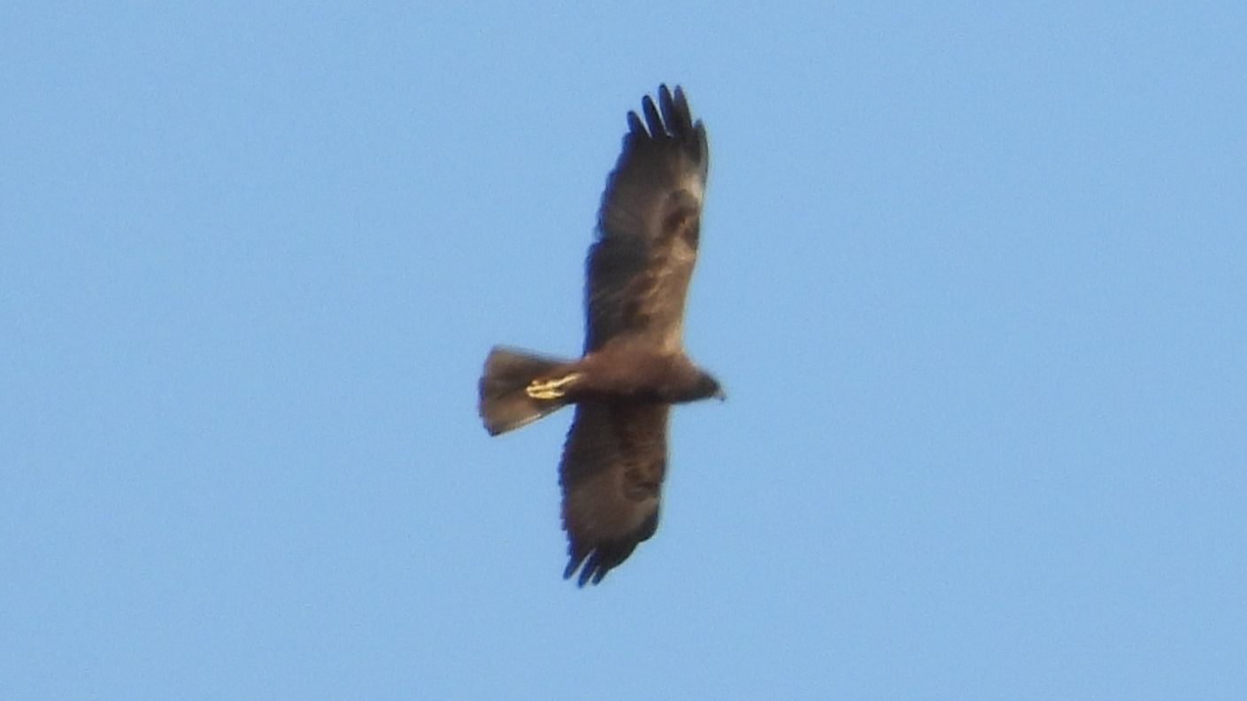 Болотный Лунь и Серая Ворона, наблюдение птиц в Новгородской области, Ушерско, 11 апреля 2026
