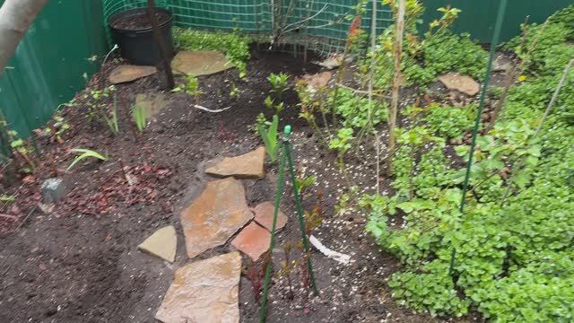 Лилии в кашпо, больше не сажаю🌿 Причина!